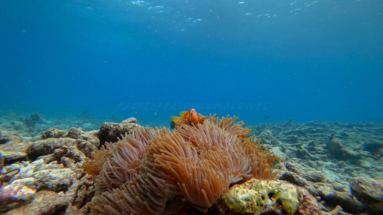 فندق راسريف راسدهو مالديف Rasdhoo المظهر الخارجي الصورة