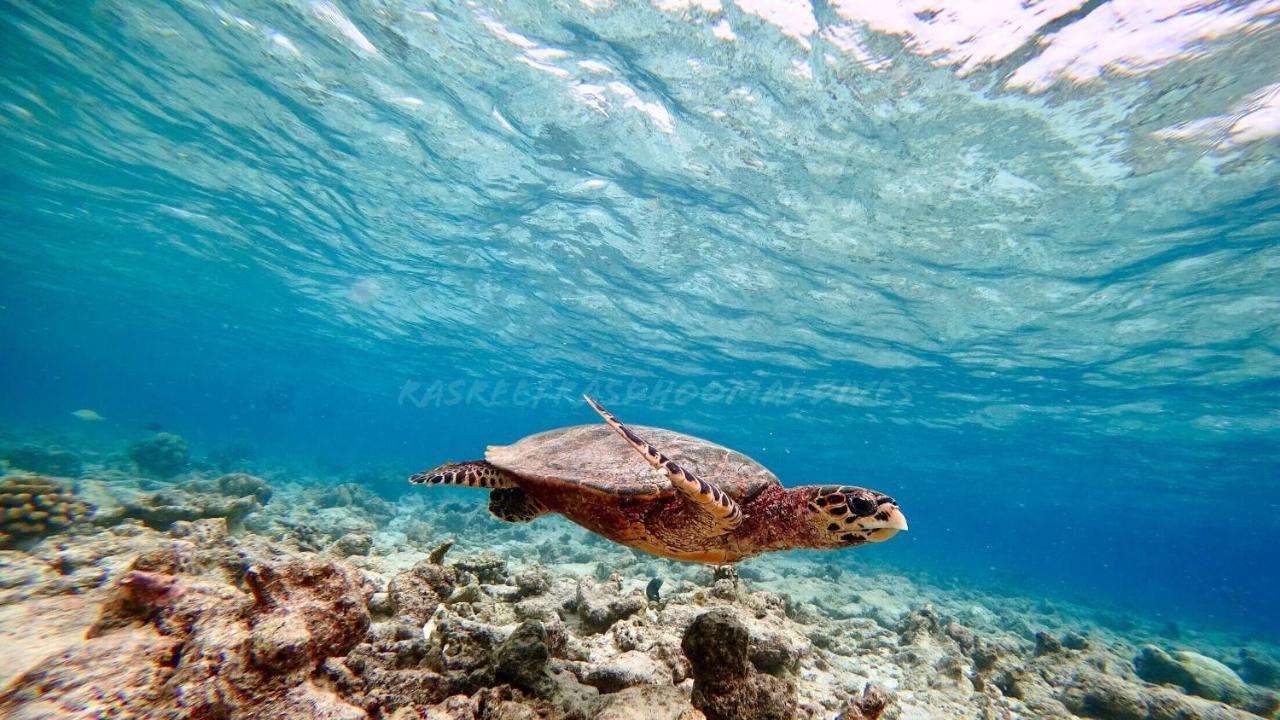 فندق راسريف راسدهو مالديف Rasdhoo المظهر الخارجي الصورة
