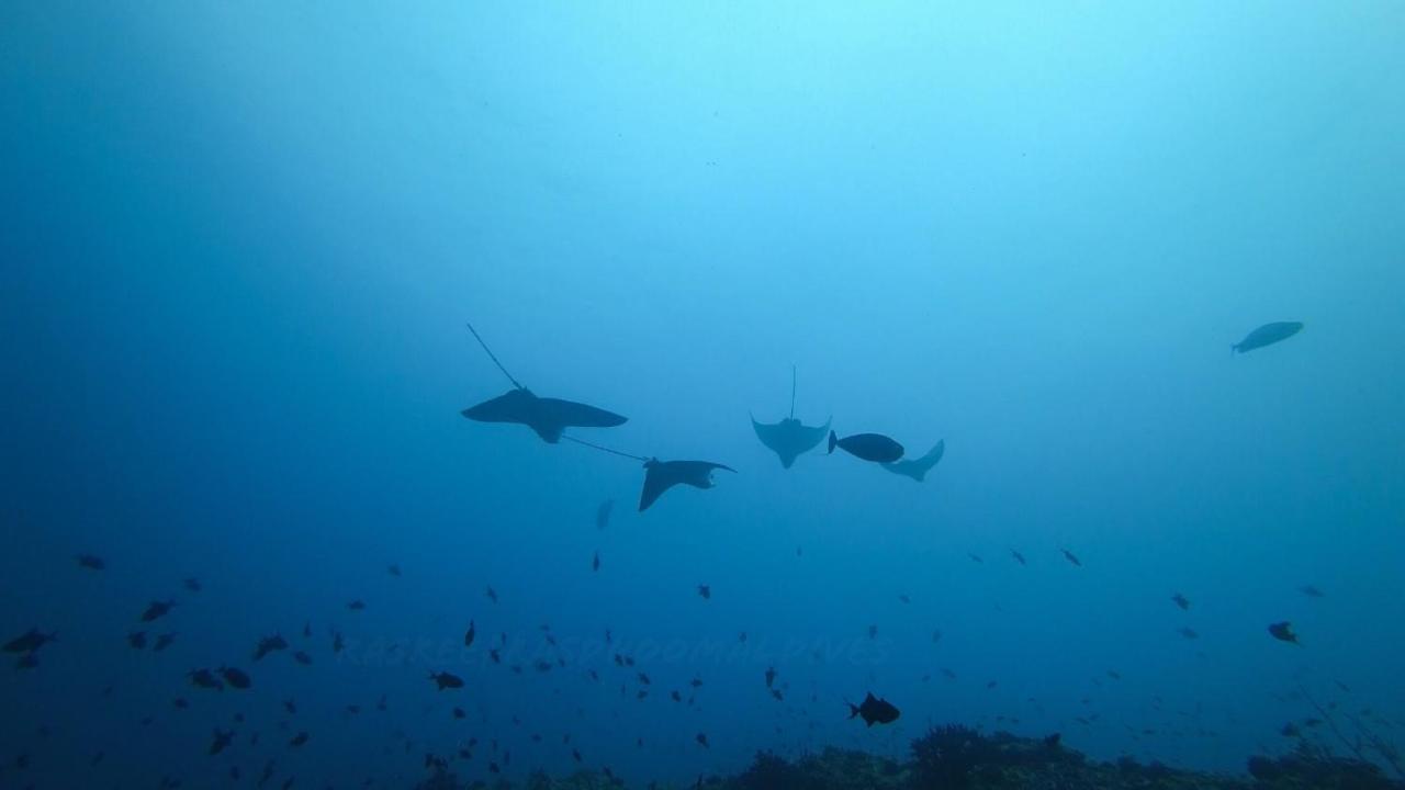 فندق راسريف راسدهو مالديف Rasdhoo المظهر الخارجي الصورة